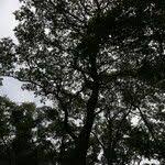 Image result for Zanha africana