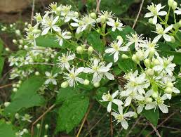 Flowers that bloom all summer in georgia. Using Georgia Native Plants Wild White Late Summer Blooming Vines