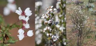 Image result for Eriocephalus microphyllus