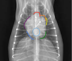Metastatic spread of primary lung tumors is generally to other areas of the lungs, tracheobronchial lymph nodes, bone, and brain. Using Thoracic Radiographs To Differentiate Pulmonary And Cardiac Diseases In Dogs And Cats Medvet