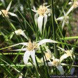 Image result for Rhynchospora perrieri