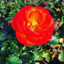 Rosiers D Argens Rosiers Provence Accueil Facebook