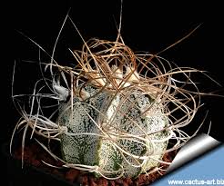 Image result for Biophytum crassipes