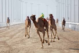 Schedules of camel racing can be found on the links below: What To Do In Oman Travelingeast