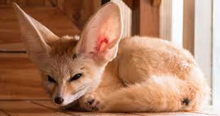 It is the smallest species of canid in the. Fennec Foxes As Pets Everything You Need To Know