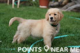 Our goal is to help you answer the question: Puppies For Sale Near Me Points Near Me