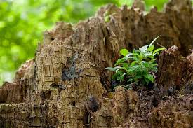 Insektenfreundlicher Garten Nabu Insekten Insektenhaus Insektenhotel