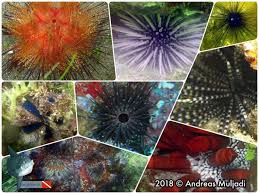 Ilustrasi pohon petaled merah muda, kertas cherry blossom lukisan cat air gambar, pohon ceri, dicat, pensil. Bulu Babi Selayang Pandang Kafe Penyelaman