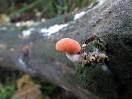 Belongin to the family physalacriadeae, the fungus wrinkled peach (rhodotus palmatus) is found in many countries in the northern hemisphere, although the fungus had before forming the mushroom. Wrinkled Peach