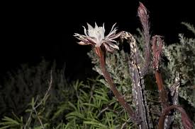 In fact, the plants may live longer than you do—some have been known to thrive for at least 100 years. See The Flowers That Bloom All At Once One Night A Year Travel Smithsonian Magazine