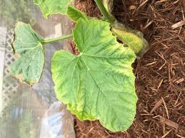 20,643 pumpkin leaves clip art images on gograph. Pumpkin Leaves Yellowing
