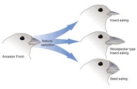 19 3a Natural Selection And Adaptive Evolution Biology Libretexts