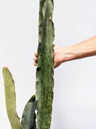 Image result for Sansevieria nilotica