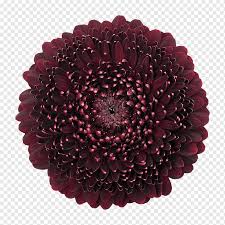 Wholesale flowers, plants and decorative articles. Transvaal Daisy Mans Allure Gerbera Cut Flowers Wholesale Floristry Black Pearl Service Wholesale Flower Png Pngwing