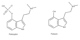 Image result for Psilocin