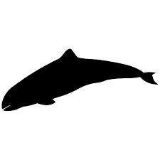 The woods hole science aquarium was established in 1885, making it the country's oldest public aquarium. 625 Porpoise Stock Illustrations Cliparts And Royalty Free Porpoise Vectors