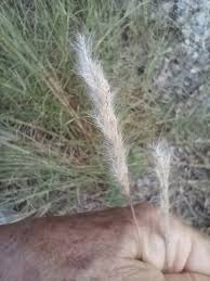 Image result for Bothriochloa