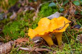 Hier kommt mein rezept, das ihr gerne nachkochen könnt. Pfifferling Kostbare Natur