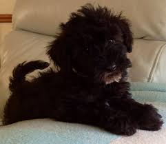 Check spelling or type a new query. Giant Schnoodle Puppies Colorado