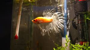 We are able to deliver this white cellophane koi halfmoon. Cellophane Crowntail When You Just Gave Away Two Bettas For Space And Then End Up Rescuing A New One In Less Than 2 Days Can T Wait For Him To Grow Those