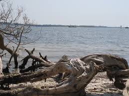 Check spelling or type a new query. Driftwood On The Manatee River Emerson Point Preserve Is B Flickr