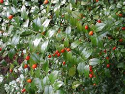 Image result for Cassinopsis