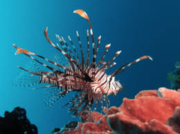 Five Species Of Tropical Fish You Need To Sea On Your Fiji