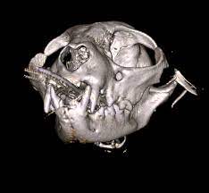 Dogs and cats are from different species of animals, appealing to different types of people. Jaw Fractures In Dogs Causes Treatments