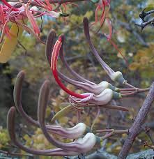 Image result for Plicosepalus sagittifolius