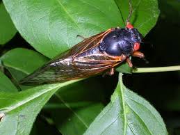 Image result for Psydrax subcordata