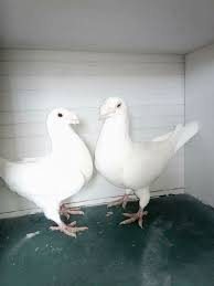 pin by peer halid on pigeon pigeon bird pigeon loft cute pigeon