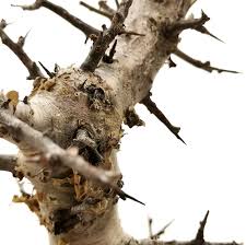 Image result for Commiphora caerulea