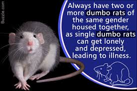 See more ideas about dumbo rat, cute rats, pet rats. Tips To Take Care Of Your Pet Dumbo Rat Pet Ponder