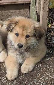 We did not find results for: Bonnies Animal Rescue Kingdom Home Facebook