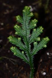 Image result for Selaginella tenerrima
