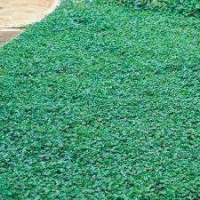 Dichondra emerald falls grows easily from ground cover seed. Dichondra Emerald Falls
