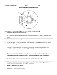 Section 11 4 meiosis worksheet answers | winonarasheed.com cell division mitosis and meiosis from biology section 11 4 meiosis worksheet answer key , source:bio 1511.biology.gatech.ed u. Mitosis Worksheet Diagram Identification