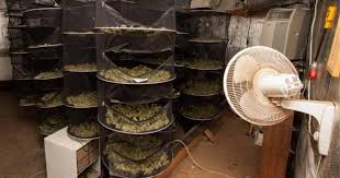 Les bases du séchage de la marijuana par Jorge Cervantes - Soft Secrets