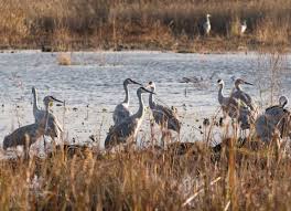 What do sandhill cranes eat. Would You Hunt A Sandhill Crane News For Fenton Linden Holly Mi Tctimes Com