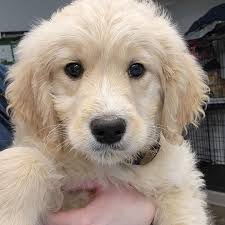 All Tails Vet Clinic (@alltailsvet) • Instagram photos and videos