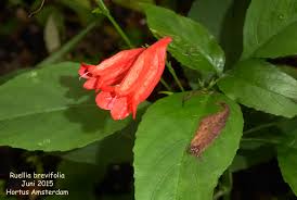 Image result for Ruellia brevifolia