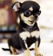 Male and female, raised and socialized in my living room. Teacup Chihuahua For Sale Best Available Discount Online