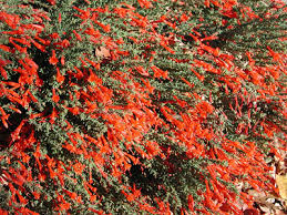 For the moment most them have been lumped together as epilobium canum. Epicorium Canum California Fuchsia Zauschneria