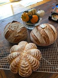 I hope you enjoy this seasonal pumpkin sourdough bread recipe! Two Whole Wheat And One White Sourdough Pumpkin Breadit