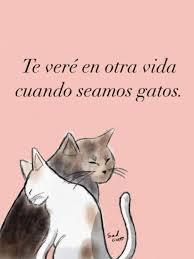 Maybe you would like to learn more about one of these? Tu Gato Explore Tumblr Posts And Blogs Tumgir