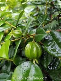 Image result for Eugenia natalitia