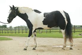 Image result for HORSE