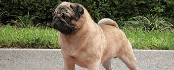 They are available in fawn and black coat. Pug Dog Breed Profile Petfinder