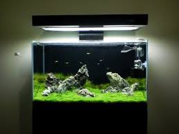 Explore Divy Saint S Photos On Photobucket Nature Aquarium Aquarium Aquascape