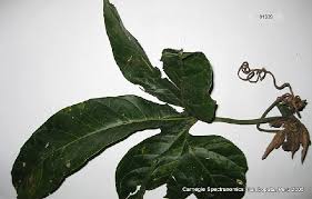 Image result for Cayaponia